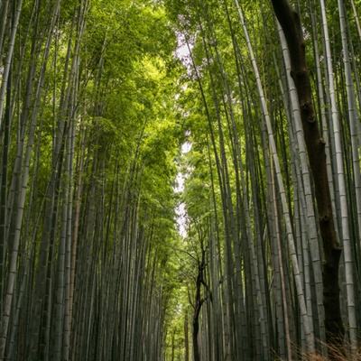 赤血玛法游戏(暂未上线)v3.0 安卓版